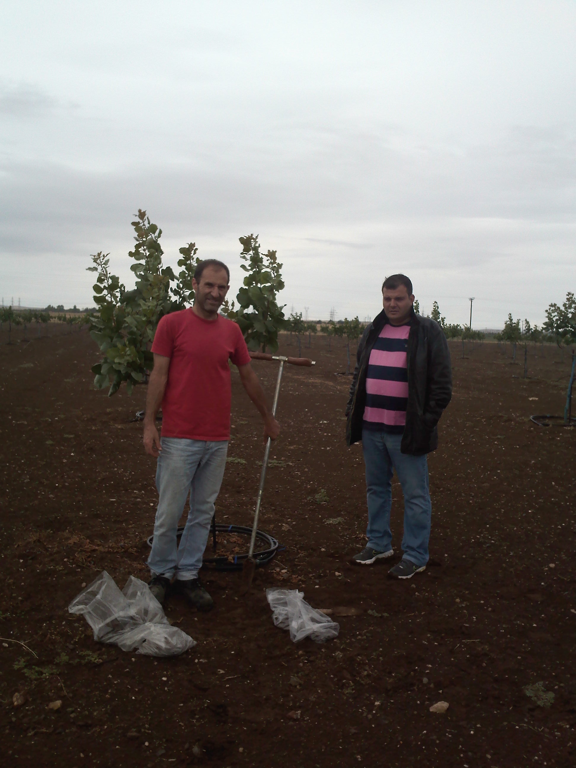 Mr. A. Tsoutsikos and Mr. Tsinoulis, soil sampling in a pistachio orchard in Larissa, Greece