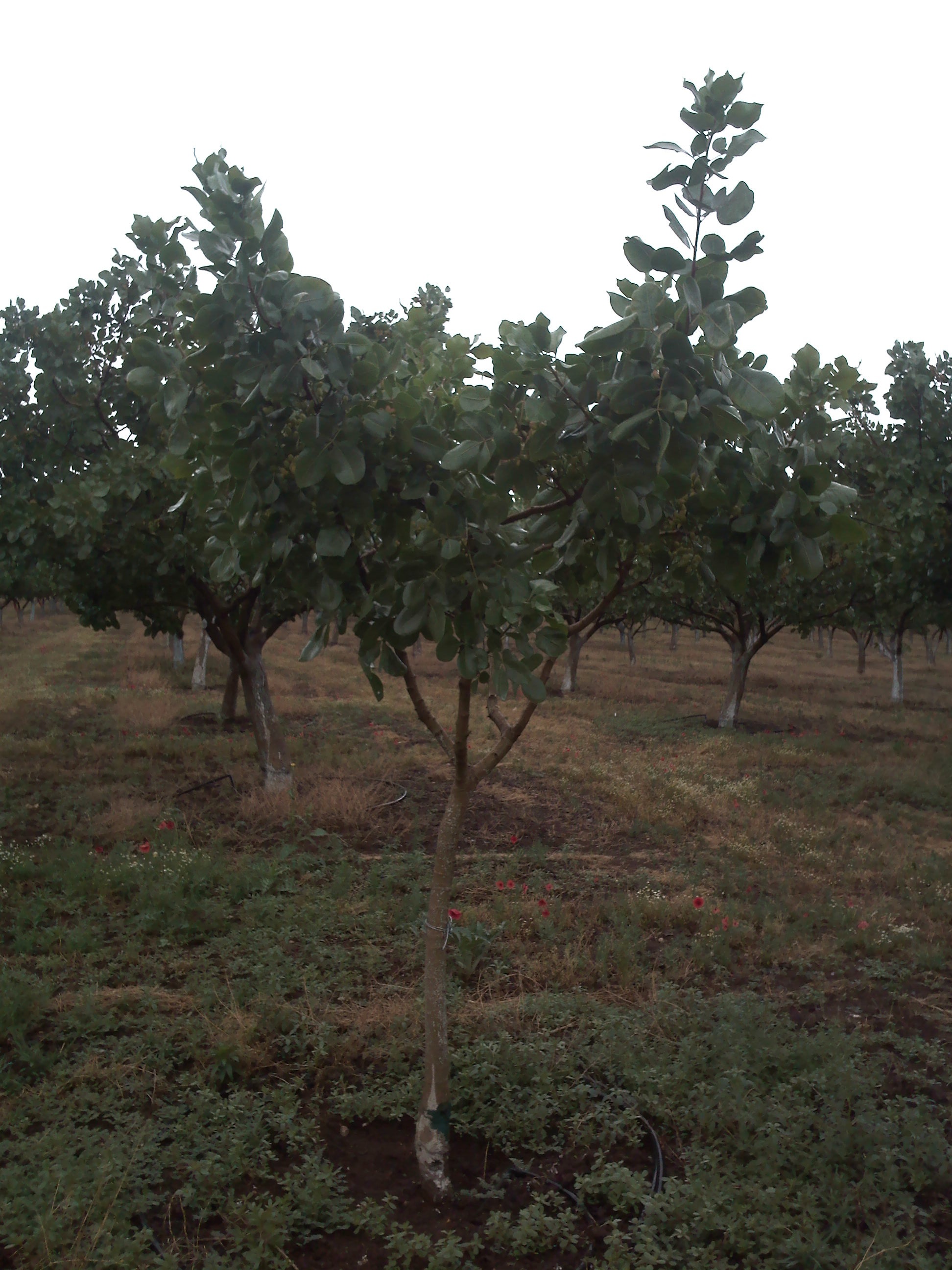 Pistachio orchard with young trees in Larissa, Prefecture of Thessalia, Greece